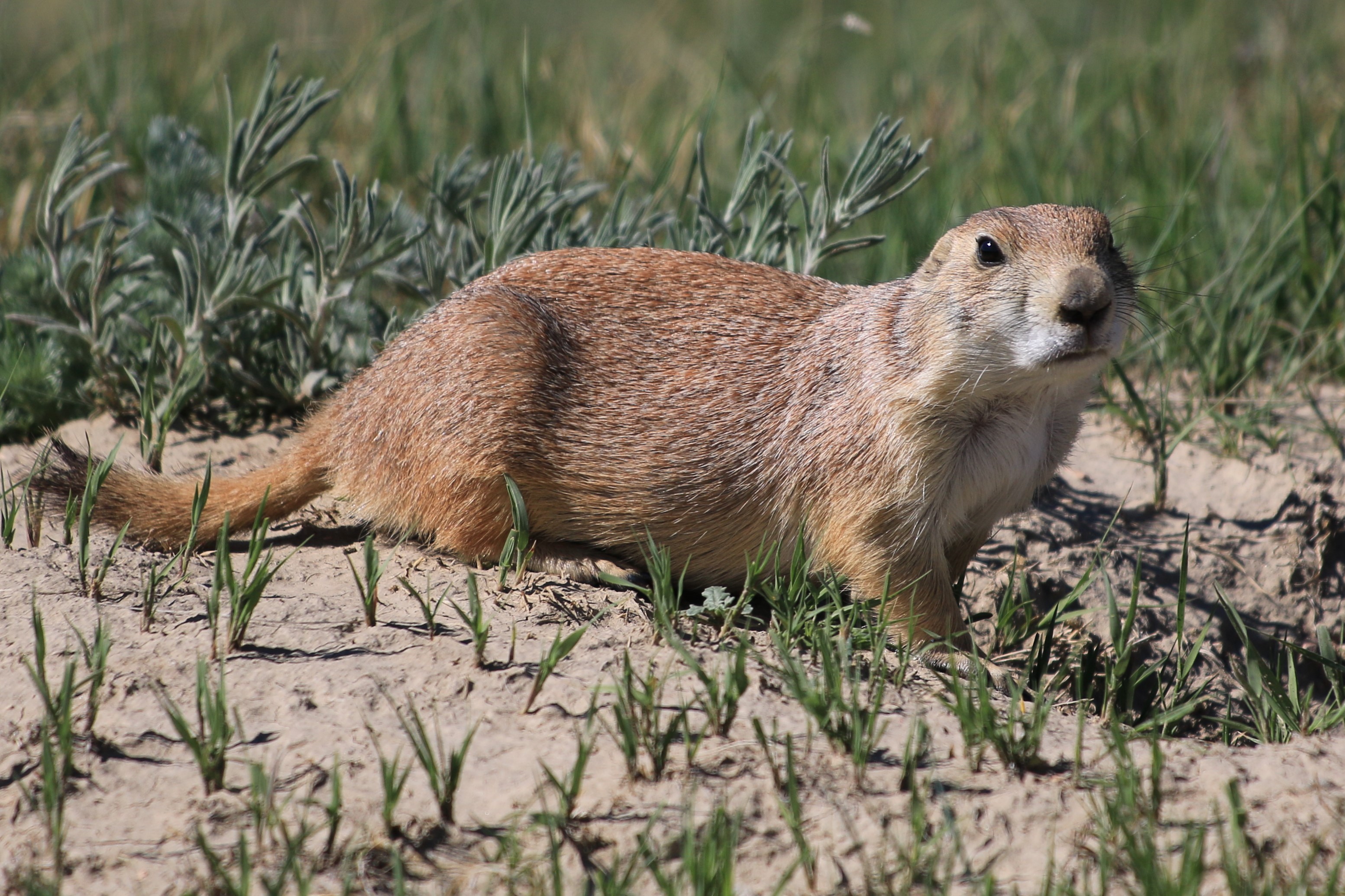 Theodore Roosevelt NP
